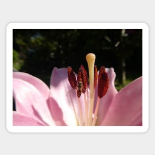 Marmalade Hoverfly, Macro photo on Lily. Episyrphus balteatus Magnet